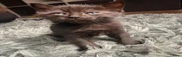 Mixed Breed cats for sale: 4 ragdoll cross kittens for sale - Advert 3