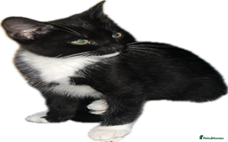 Domestic Shorthair cats for sale: 🐾 Adorable kittens looking 🐾 £40 ONO - Image 2