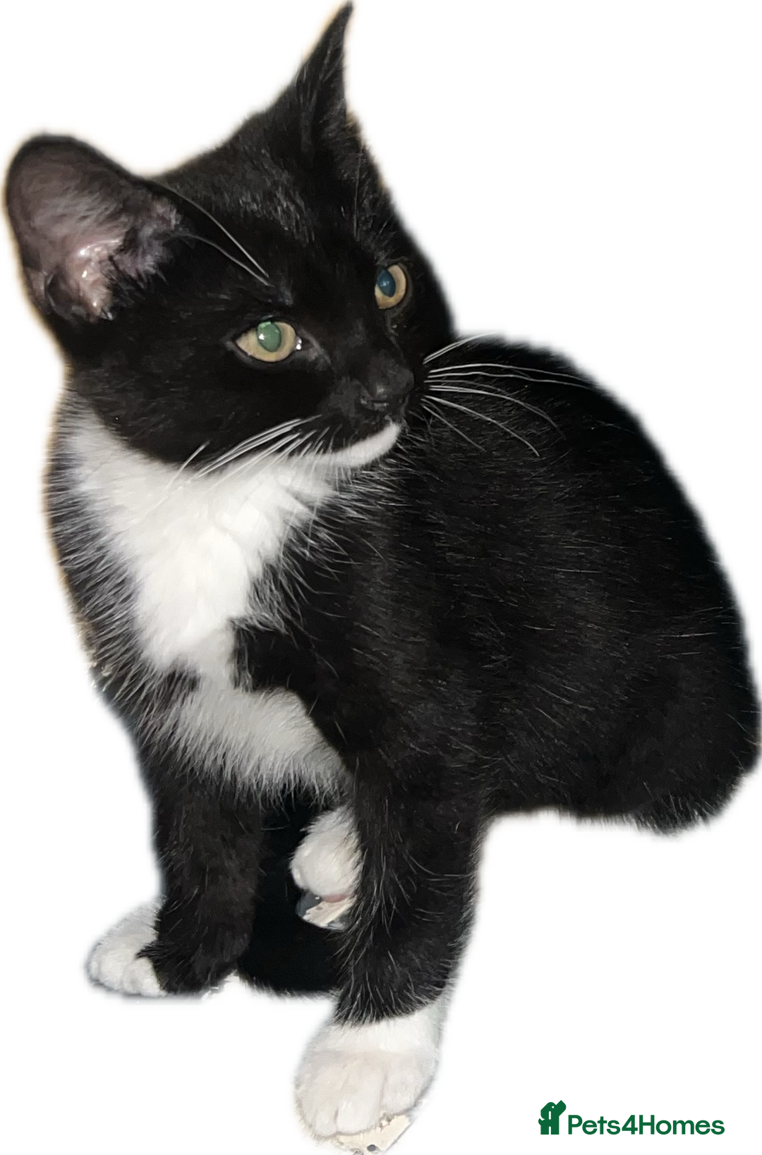Domestic Shorthair cats for sale: 🐾 Adorable kittens looking 🐾 £40 ONO - Image 2