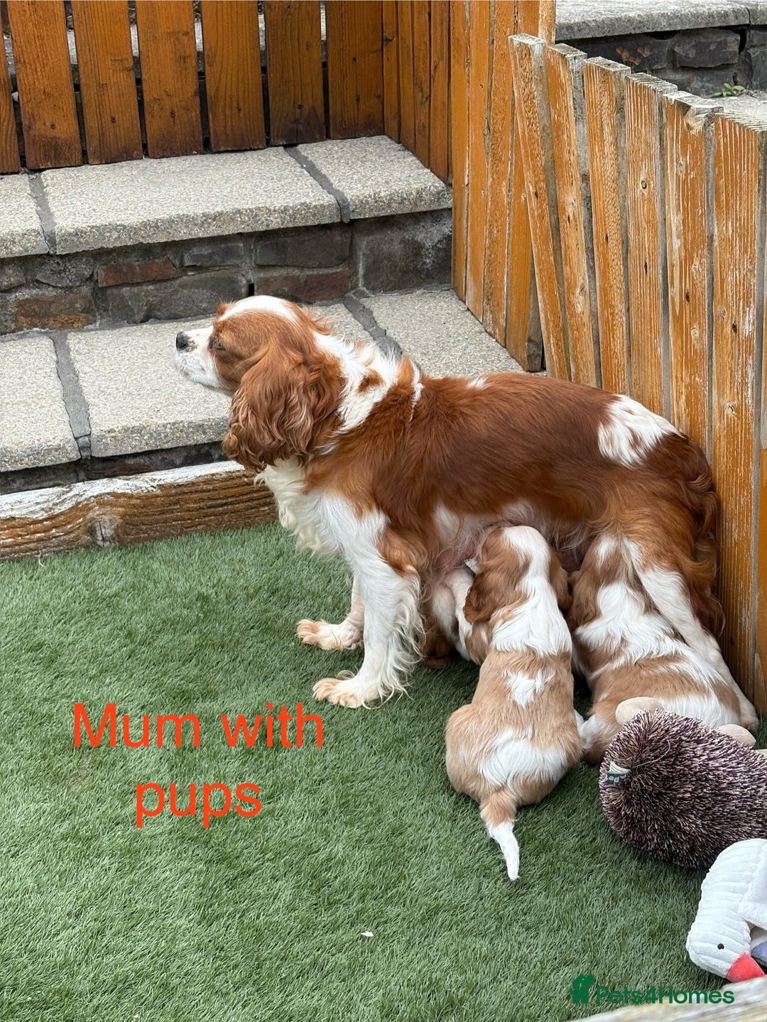 Cavalier King Charles Spaniel dogs for sale: DNA tested parents, Kc reg Cavalier pups - Image 5