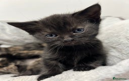 Ragdoll cats for sale: URGENT Ragdoll kittens x4 ready this week - Image 1