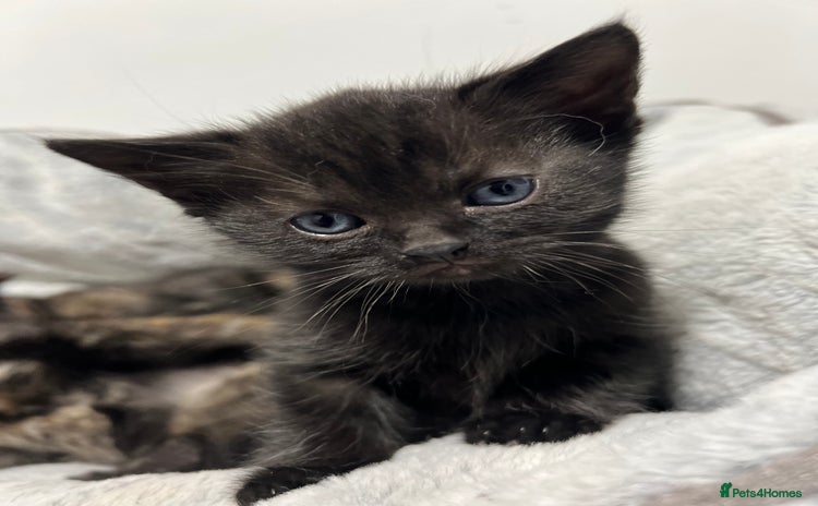 Ragdoll cats - Advert 9