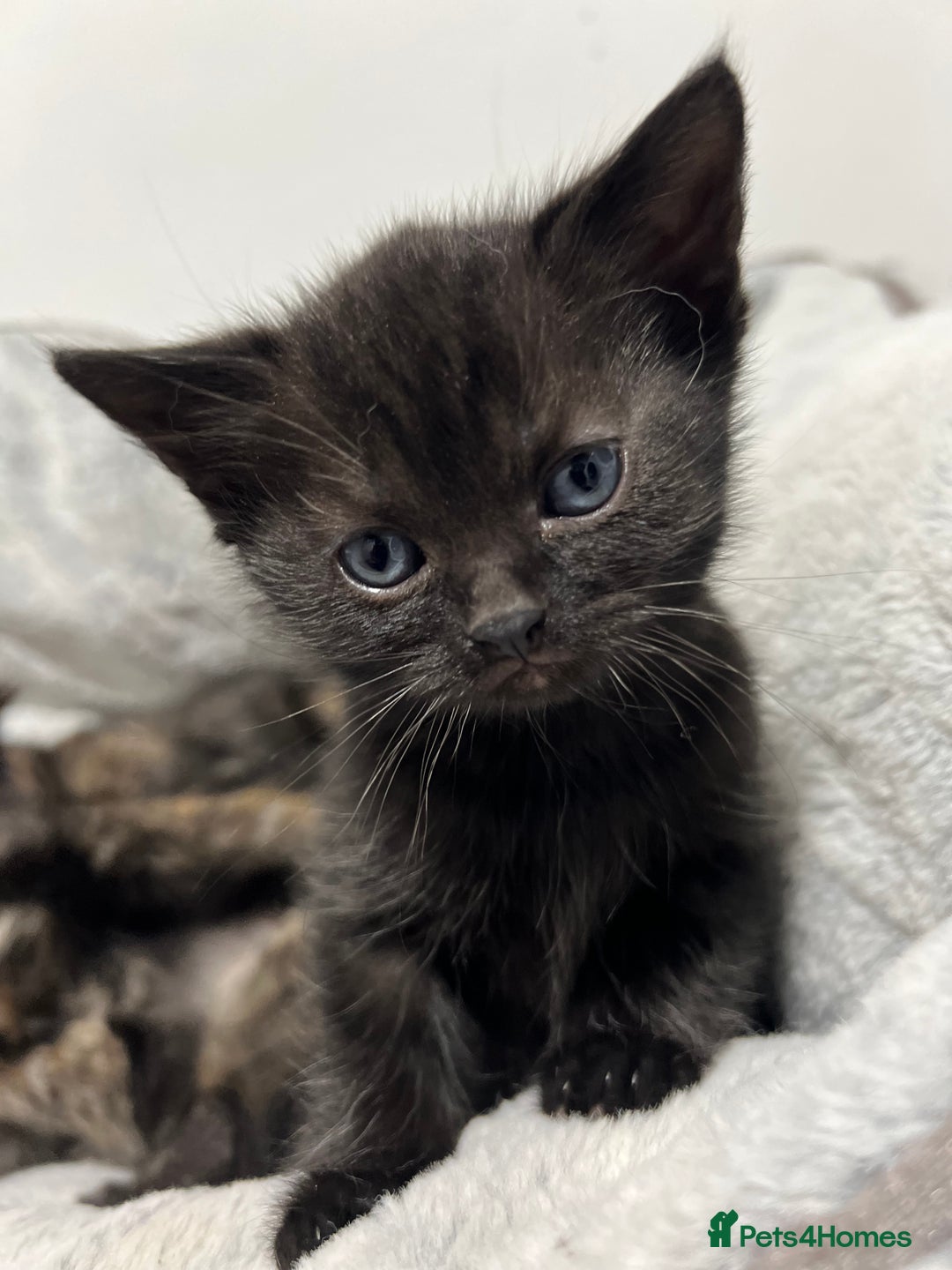 Ragdoll cats for sale: URGENT Ragdoll kittens x4 ready this week - Image 1