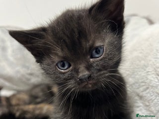 Ragdoll cats for sale - Advert 1