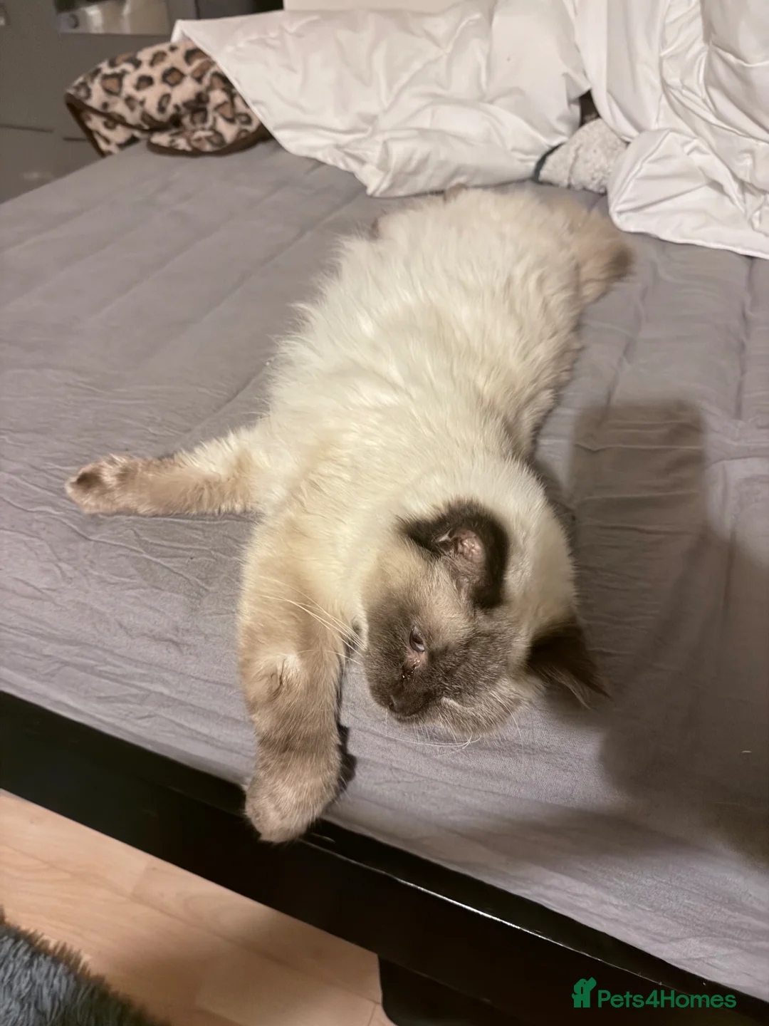 Ragdoll cats for sale: Registered Ragdoll Female CAT – Ready for New Home in London - Advert 2