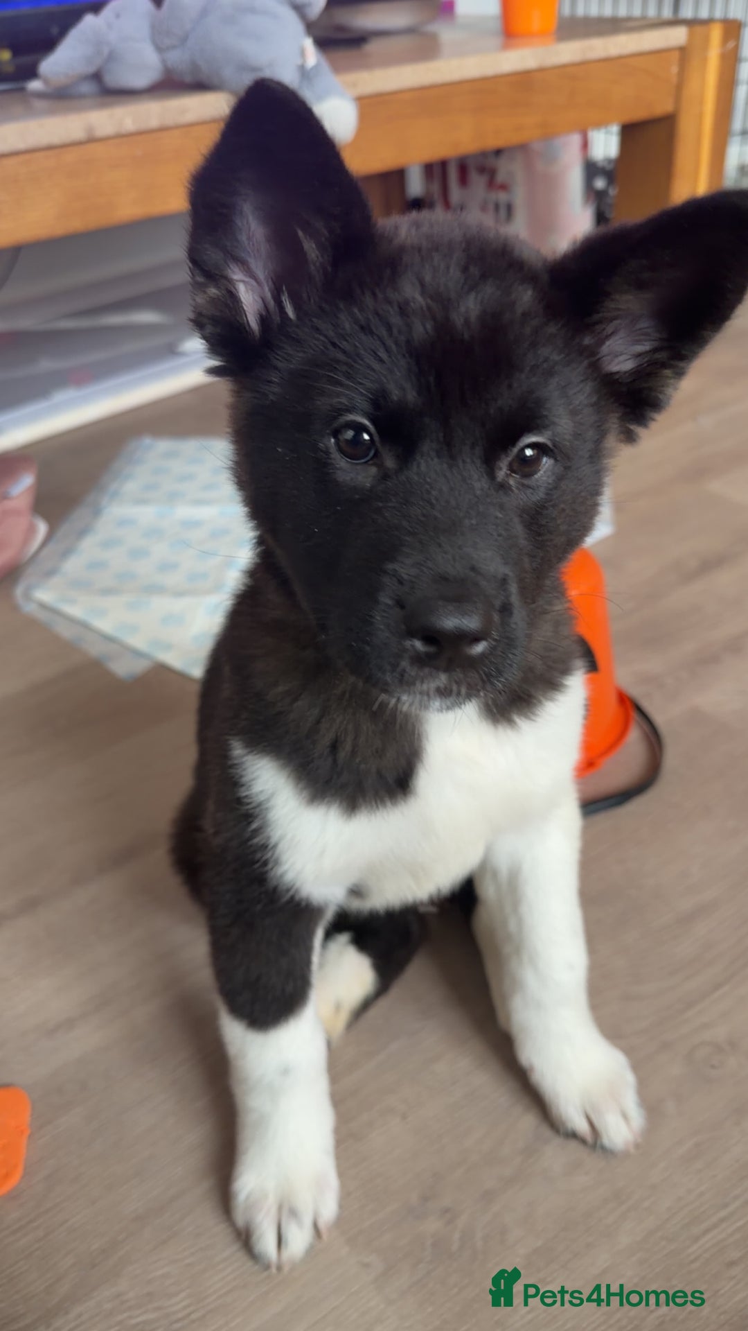 Akita dogs for sale: Japanese Akita  - Advert 4