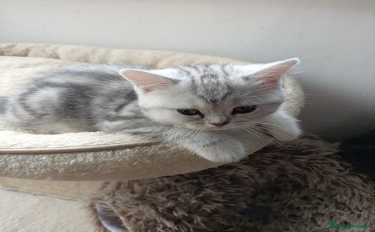 Scottish Fold cats - Advert 1