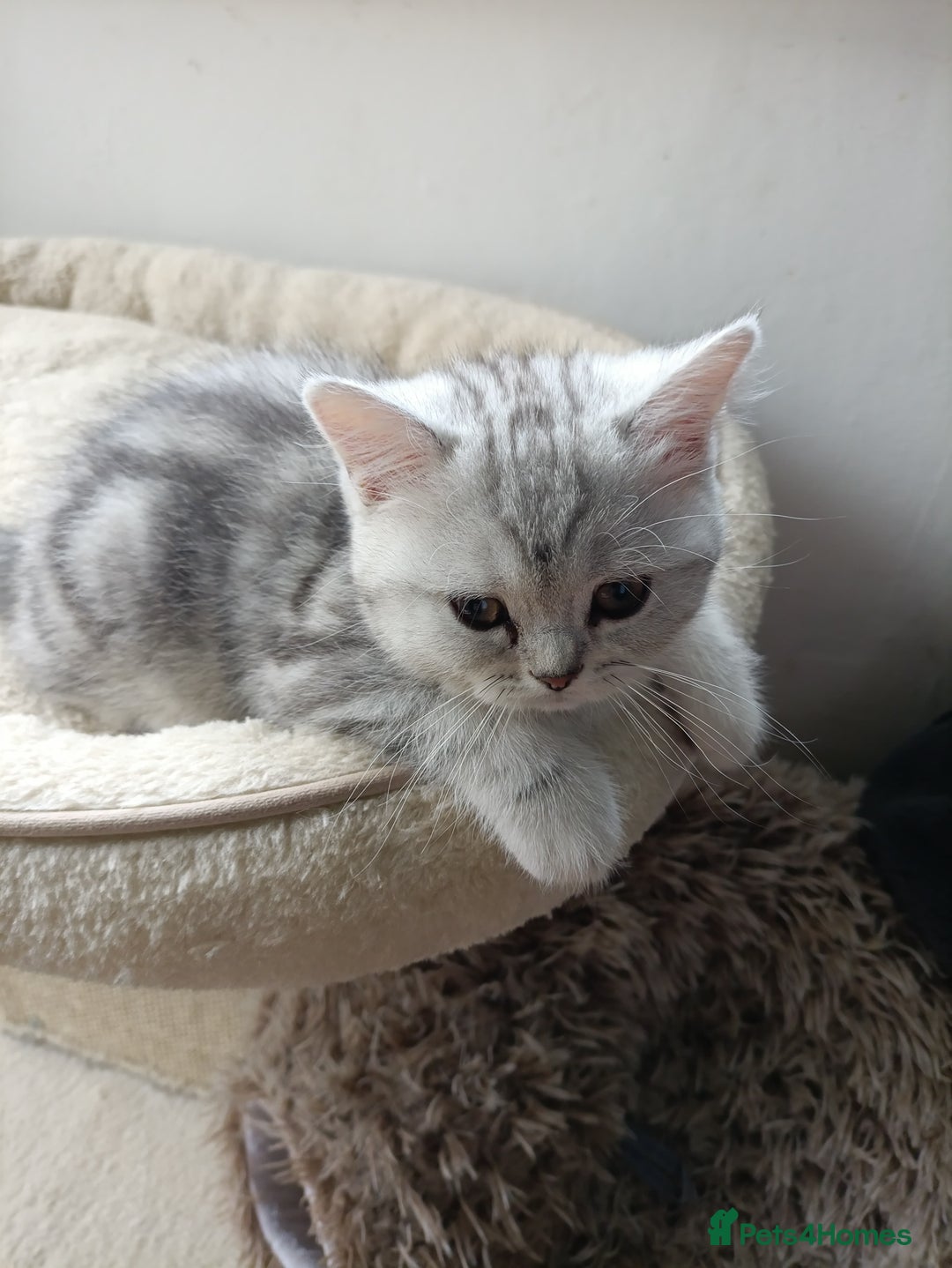Scottish Fold cats for sale: Scottish fold kittens  - Image 1