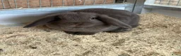 Lionhead rabbits for sale: Baby rabbits  in Peterlee - Advert 4