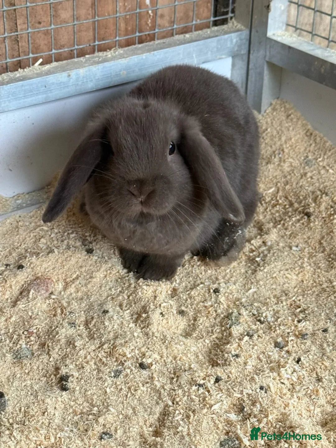 Lionhead rabbits for sale: Baby rabbits  in Peterlee - Advert 4