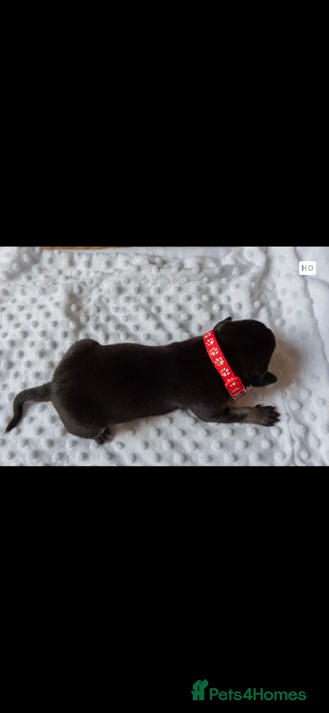 Mixed Breed dogs for sale: Beautiful staff cross puppies  - Advert 2