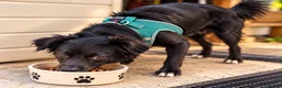 Kokoni dogs for adoption: Meet Tonny 🐕‍🦺– Looking for His Forever Home! ♥️ - Advert 2