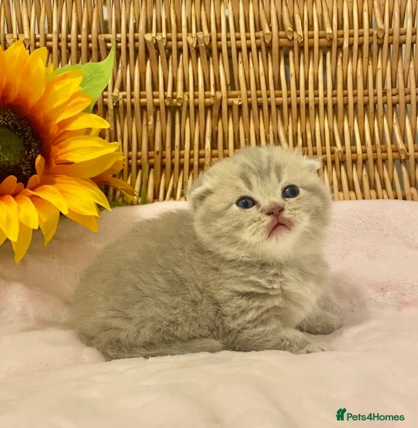Scottish Fold cats 🧸EXTREMELY RARE TICA FAWN SCOTTISH/BSH 😻🧸 - Advert 2