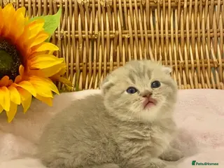 Scottish Fold cats 🧸EXTREMELY RARE TICA FAWN SCOTTISH/BSH 😻🧸 - Advert 2