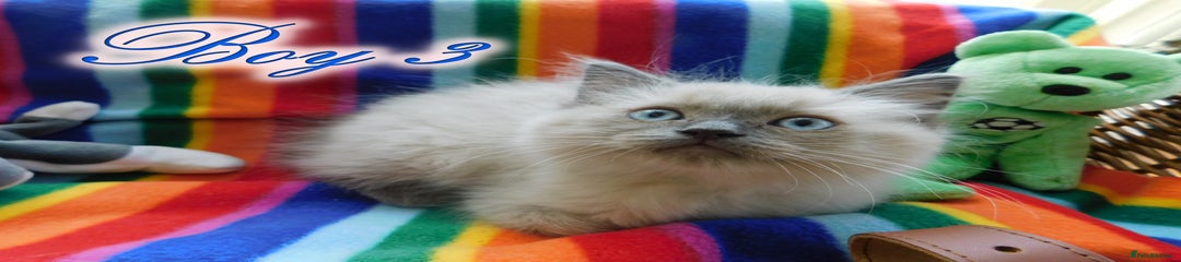 Ragdoll Kitten 3