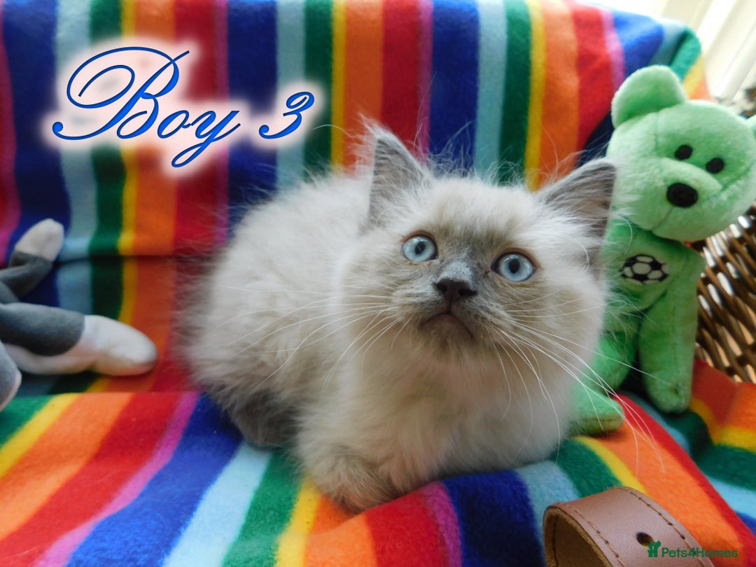 Ragdoll cats for sale: Stunning Ragdoll Kittens.... READY NOW - Image 19