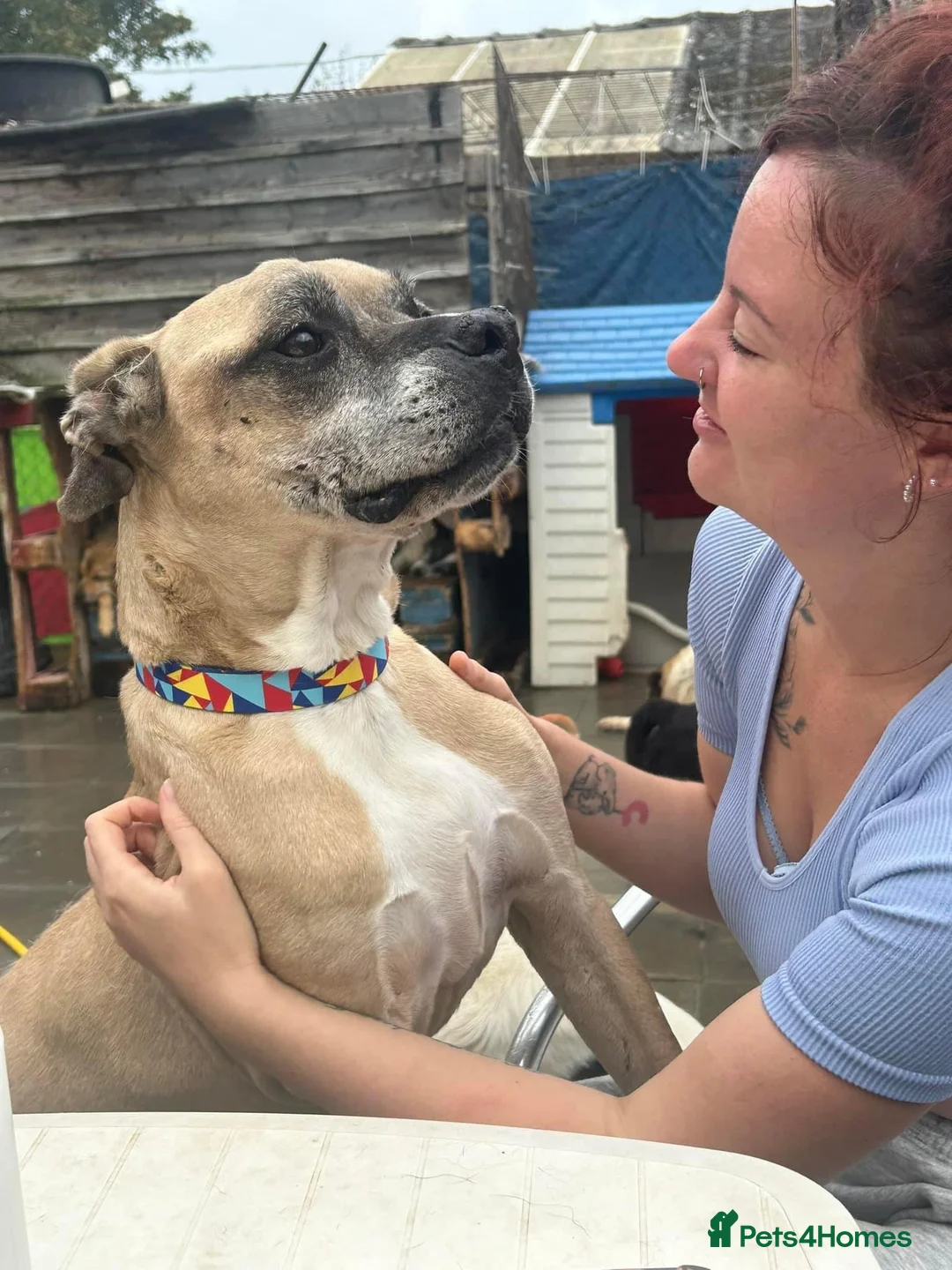 Mixed Breed dogs for adoption: ET - Hevingham Norfolk  in Norwich - Advert 7