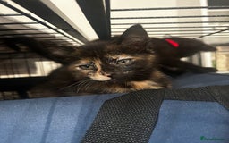 Siberian cats for sale: Siberian x Chartreux - Image 10