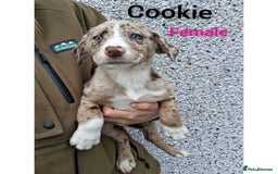 Borador dogs for sale: Chunky Chocolate Puppies  - Image 5