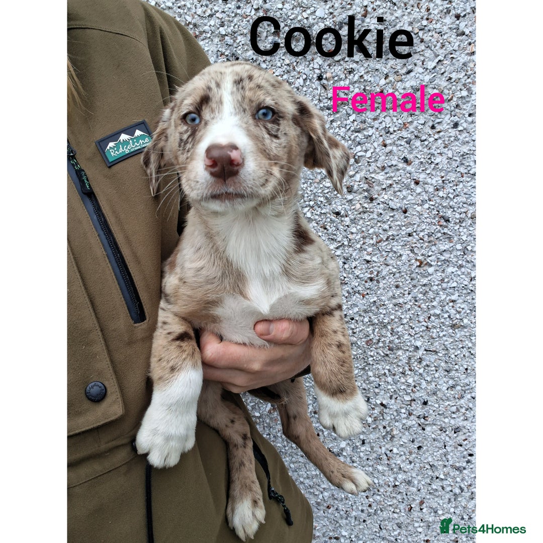 Borador dogs for sale: Chunky Chocolate Puppies  - Image 5