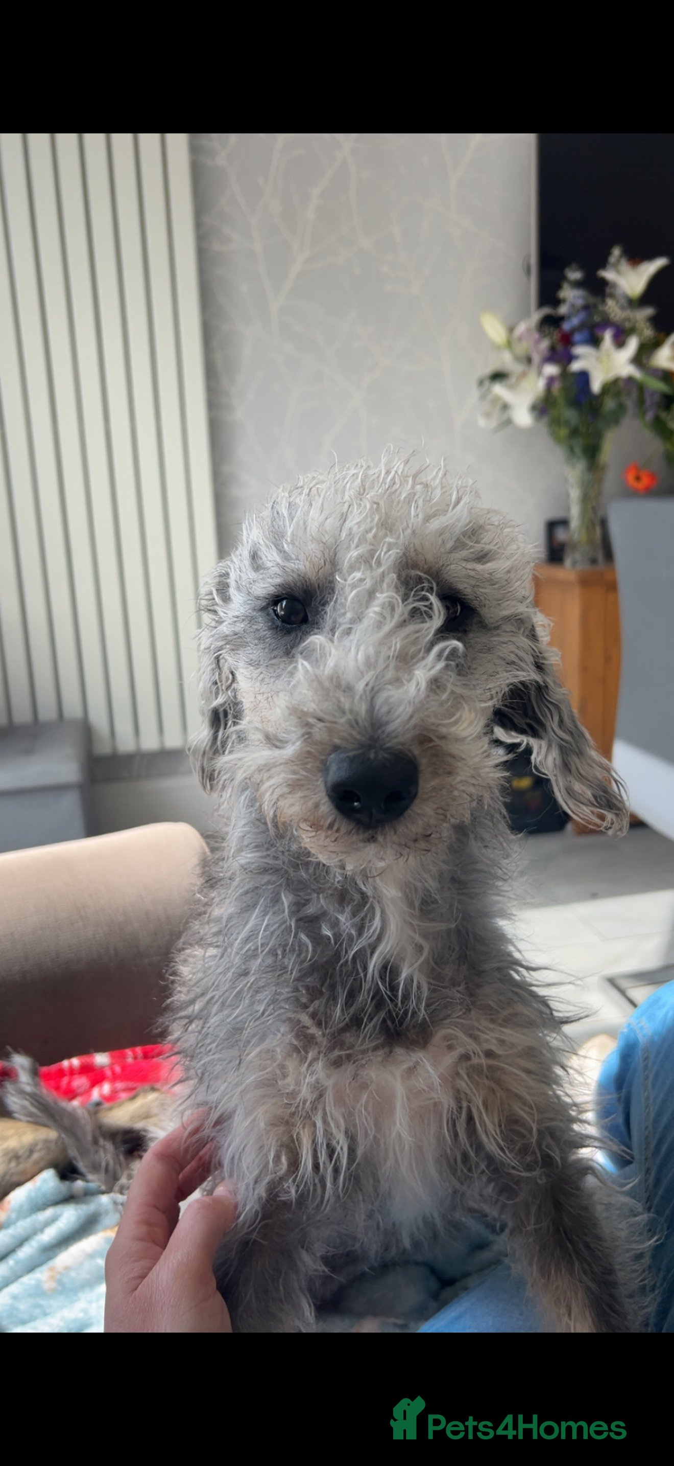 Mixed Breed dogs Bedlington x whippets  - Advert 1