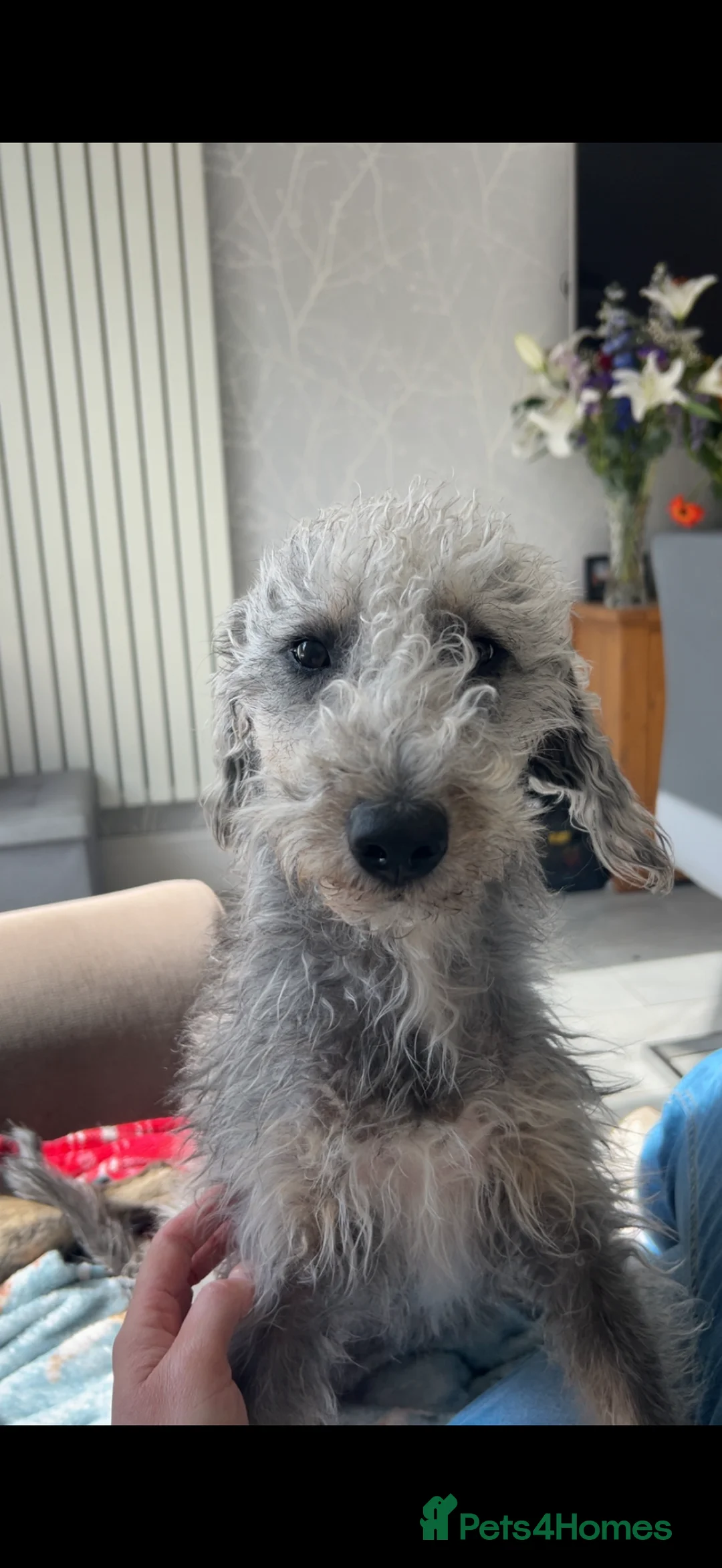 Mixed Breed dogs for sale: Bedlington x whippets  - Advert 1