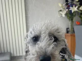 Mixed Breed dogs Bedlington x whippets - Advert 1