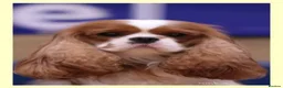 Cavalier King Charles Spaniel dogs for sale: KC Health Tested Cavalier King Charles Spaniel Pup - Advert 13