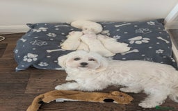 Maltese dogs for sale: Still waiting for love. Beautiful Maltese Puppies - Image 1