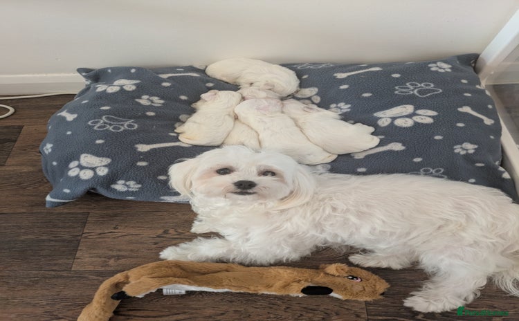 Maltese dogs - Advert 1