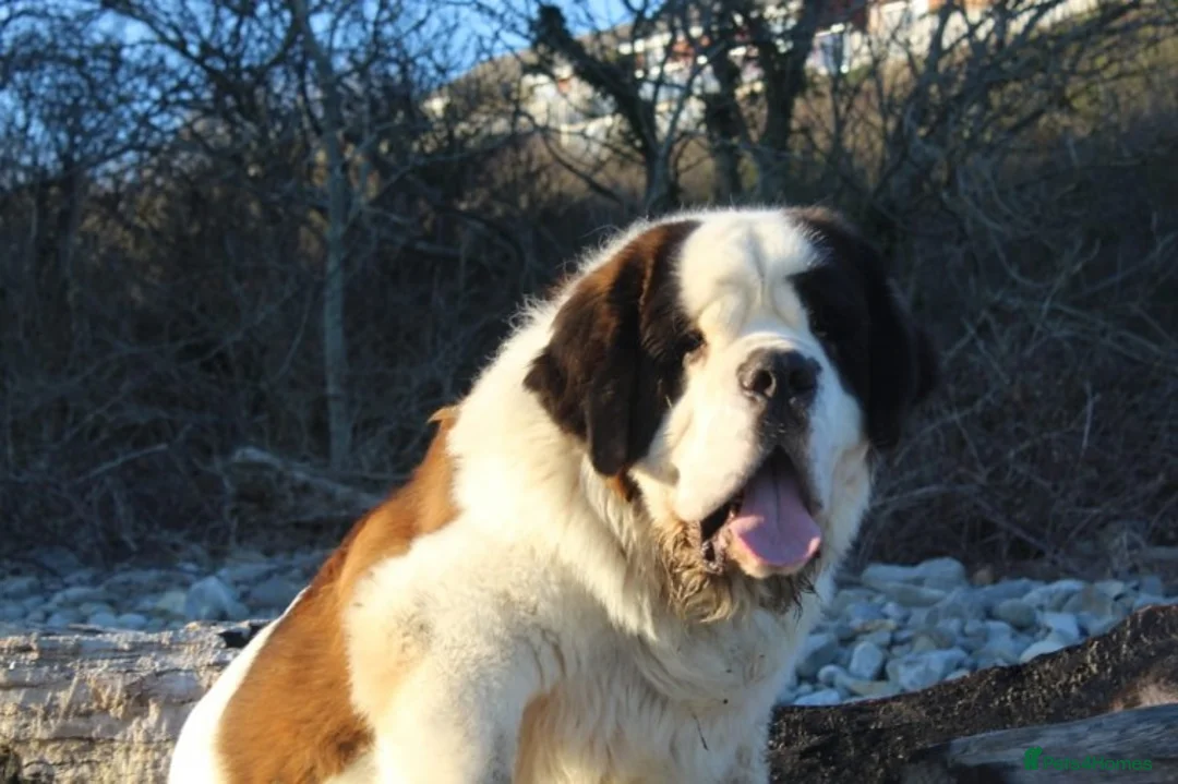 Saint Bernard dogs for stud: Imported KC 6 year old Saint bernard for stud duty in Barry - Advert 4