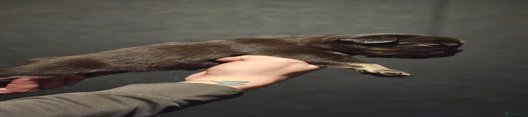 French Bulldog Puppy 3