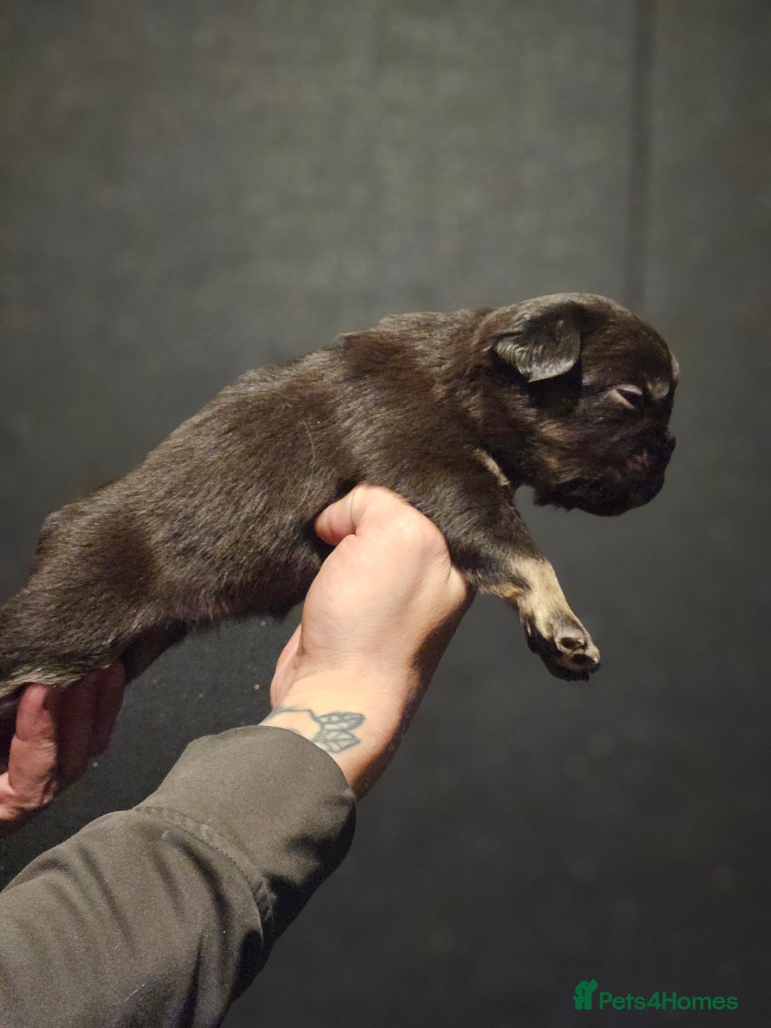 French Bulldog dogs for sale: Fluffy french bulldogs  - Advert 6