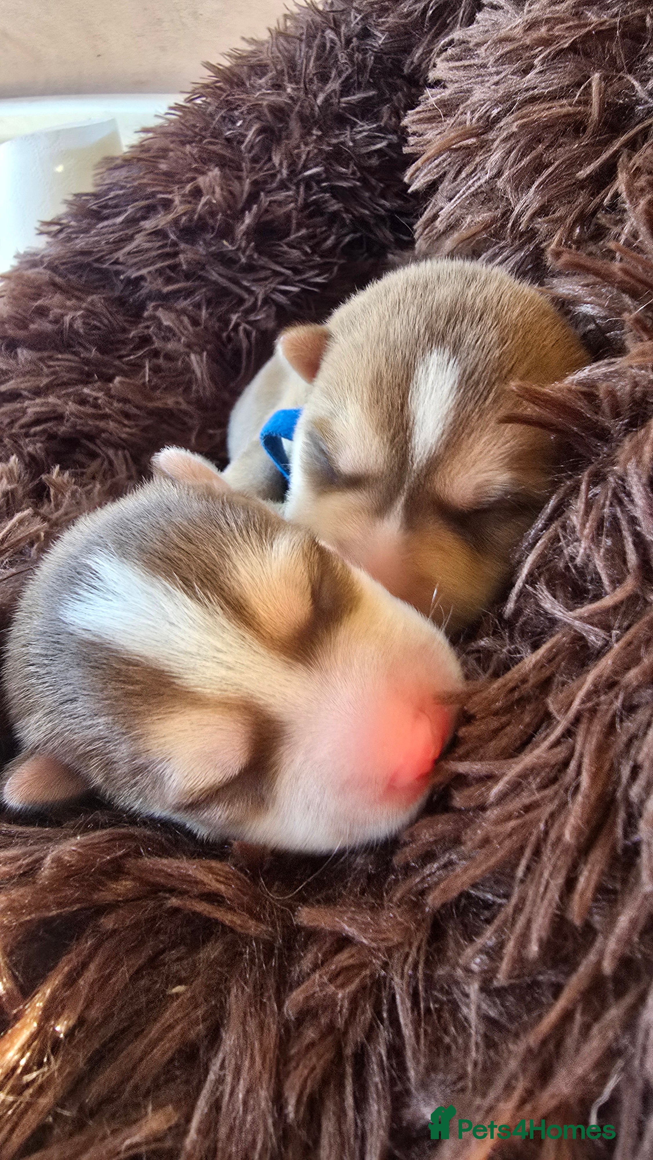 Pomsky dogs Pomsky Puppies for Sale - Advert 14