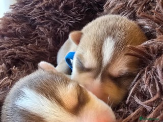 Pomsky dogs Pomsky Puppies for Sale - Advert 8