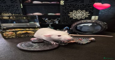 Rat rodents - Advert 7