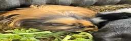 Guinea Pig rodents for sale: Guinea Pigs  - Advert 10