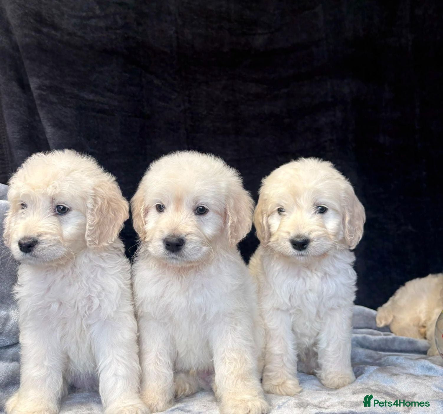 Goldendoodle dogs f1 goldendoodle puppies READY NOW  - Advert 2