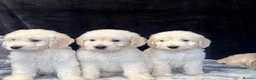 Goldendoodle dogs for sale: f1 goldendoodle puppies READY NOW  - Advert 15