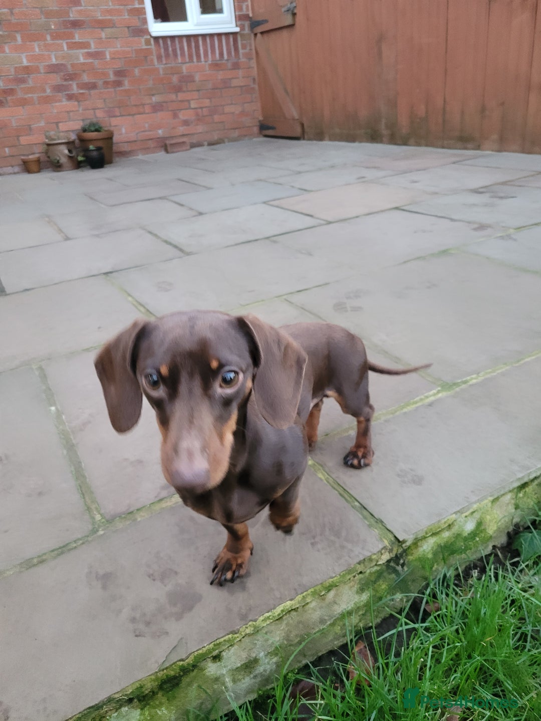 Mixed Breed dogs for sale: Rehome 2 year old male Dachshund  - Advert 4