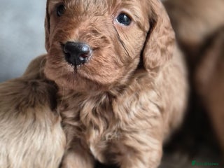 Cockapoo dogs - Advert 1