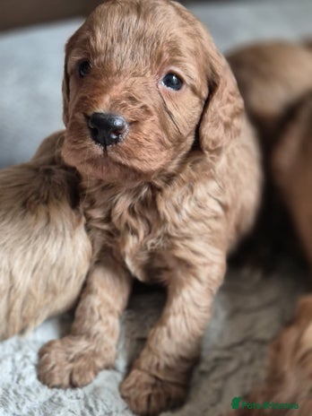 Cockapoo dogs - Advert 1