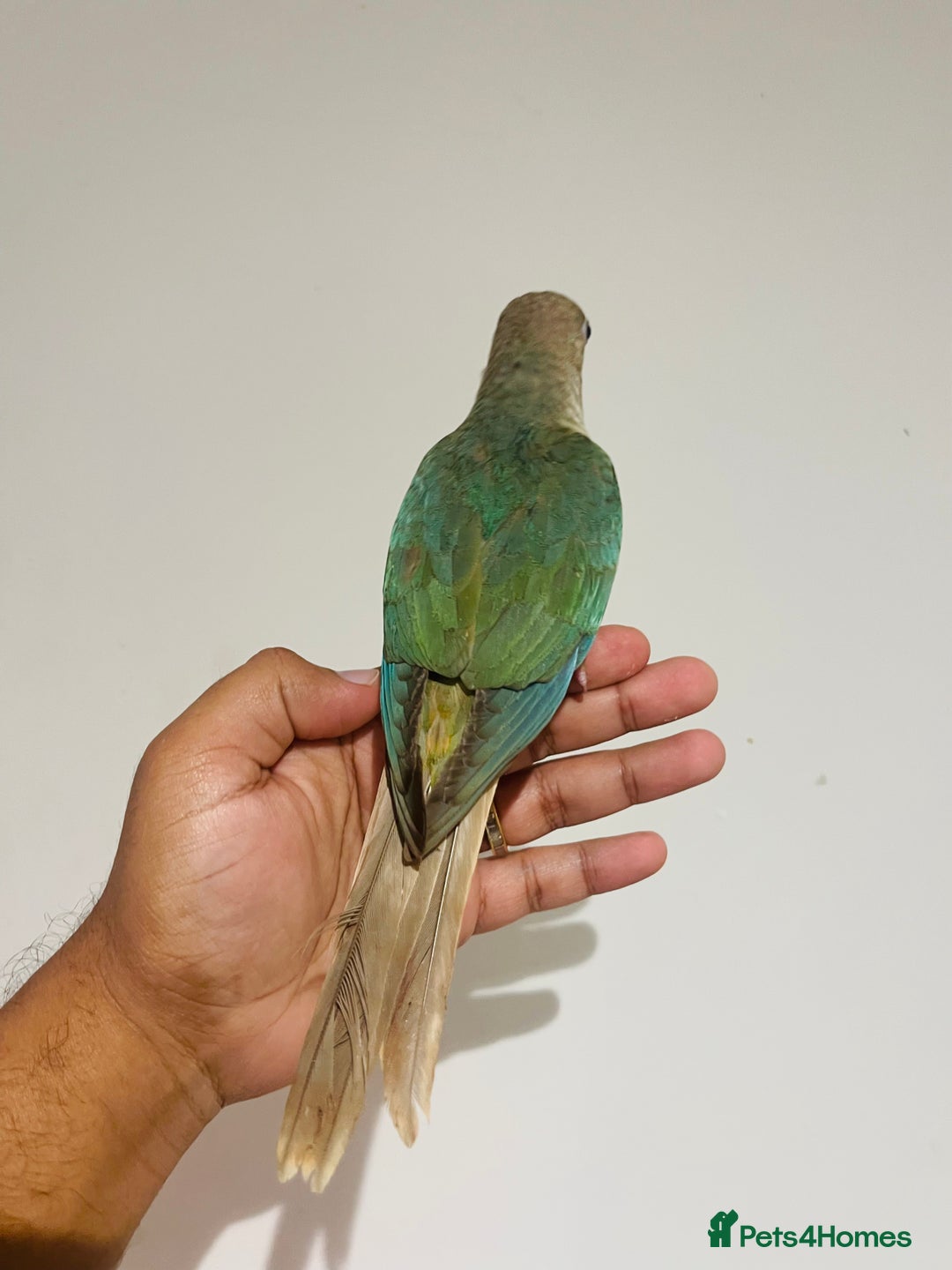 Conures birds for sale: Hand reared conures for sale  - Advert 15