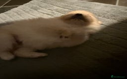 Pomeranian dogs for sale: Two Male Pomeranian’s!  - Advert 5