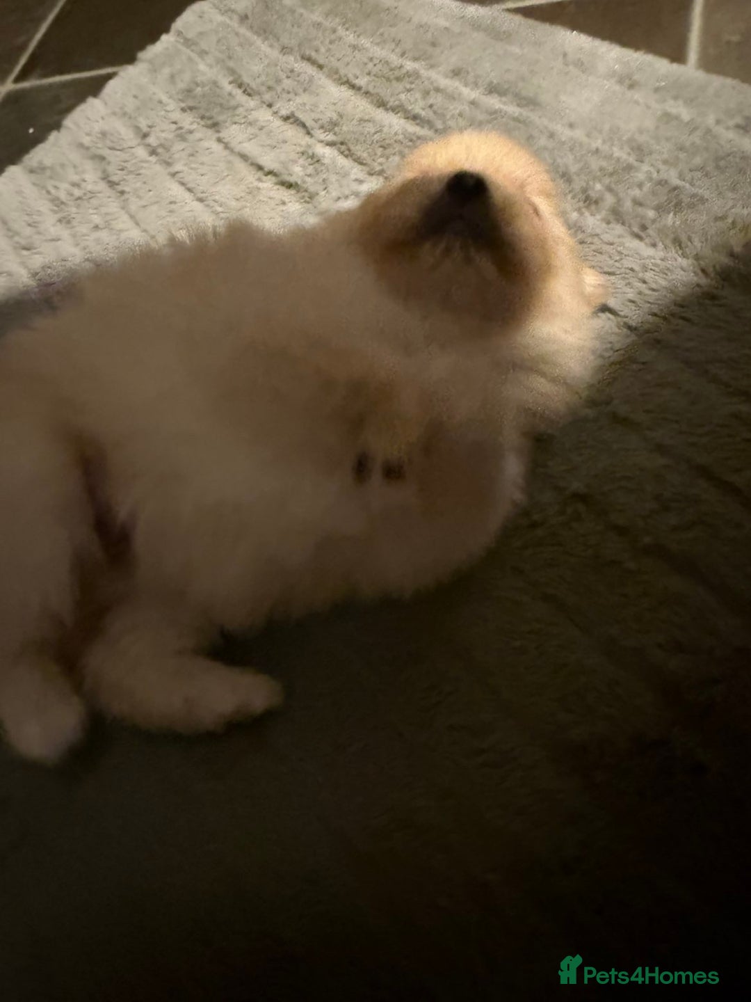 Pomeranian dogs for sale: Two Male Pomeranian’s!  - Advert 5