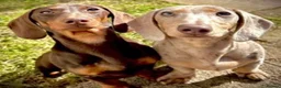 Miniature Dachshund dogs for sale: Miniature Daschund puppies in Hengoed - Advert 3