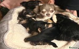 Chorkie dogs for sale: Tiny Pups for sale - Image 20