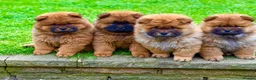 Chow Chow dogs for sale: Puupy 1  - Advert 7