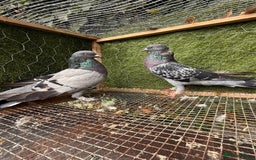Pigeons birds for sale: Pigeons for sale - Image 15
