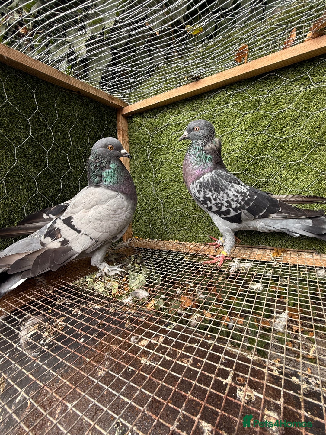 Pigeons birds for sale: Pigeons for sale - Image 15